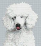 (image for) White Poodle Kisses